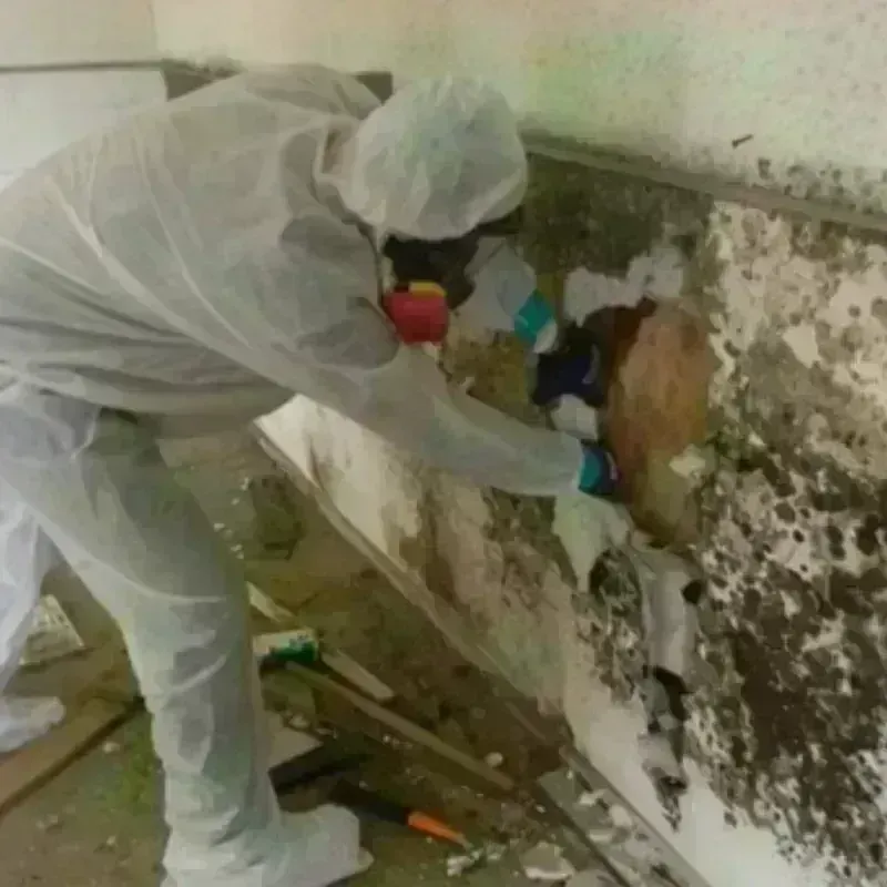 Mold Remediation and Removal in Minnetonka, MN